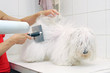 sortie de bain pour un coton de tuléar  # 28