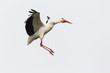 Weißstorch (Ciconia ciconia)