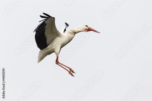 Photo: Weißstorch (Ciconia ciconia) Weißstorch (Ciconia ciconia)