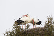 Weißstorch (Ciconia ciconia)