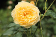 Photo: gelbe englische Rose gelbe englische Rose