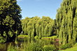 Trauerweiden am See