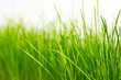 green grass background