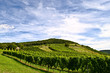 Vineyard on a hill