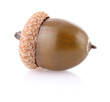 ripe acorn