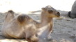 HD - Colt camel