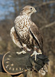 Natur, Saker Falke
