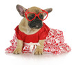 female french bulldog