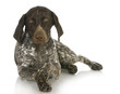 cute dog