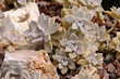 Sedum Weinbergii 02
