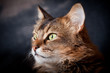 Foto: Somali cat on dark background Somali cat on dark background