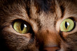 Somali cat eyes