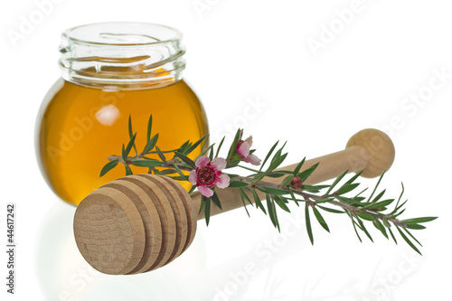 Photo: honey with dipper and manuka flower (Leptospermum) honey with dipper and manuka flower (Leptospermum)