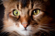Somali cat close up
