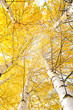 Autumn trees with yellowing leaves against the sky