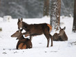 Rotwild, Winter