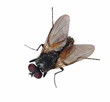 macro fly isolated on white background