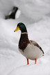 Stockente, Winter