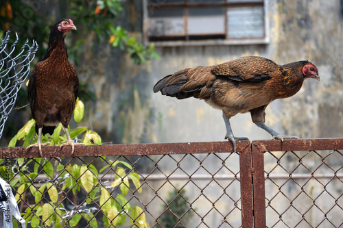 Photo: Hens on fence Hens on fence