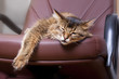 Foto: Somali cat on brown leather chair Somali cat on brown leather chair