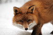 Rotfuchs,Winter