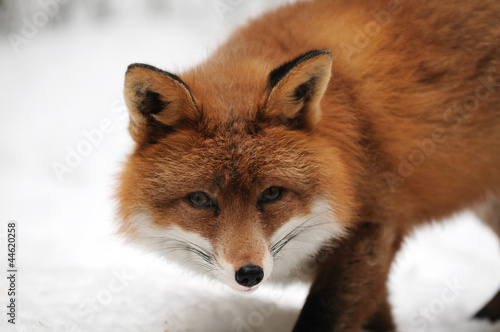 Photo: Rotfuchs,Winter Rotfuchs,Winter