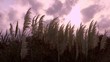 sunset in the marshland