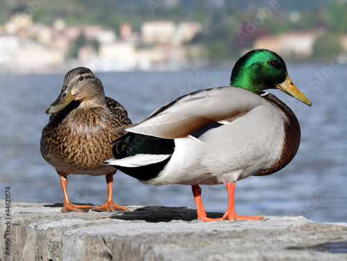 Photo: male and female mallard ( wild duck ) on lake Como, Italy, Europ male and female mallard ( wild duck ) on lake Como, Italy, Europ
