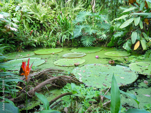 Photo: lily pads lily pads