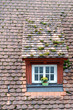 Dachgaube