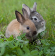 Rabbits  in grass