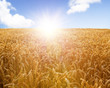 Field of whea at sunrise