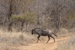 Streifengnu (Connochaetes taurinus)
