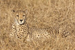 Gepard (Acinonyx jubatus)