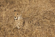 Gepard (Acinonyx jubatus)