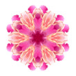 Flower mandala on white background