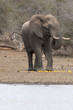 Elefant