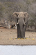Elefant