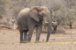 Elefant