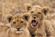Junge Löwen (Panthera leo)