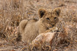Löwe (Panthera leo)