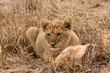 Löwe (Panthera leo)