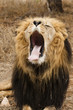 Löwe (Panthera leo) im Porträt