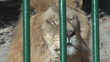 Beautiful lion among bars