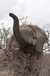 Elefant