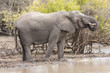Elefant