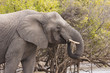 Elefant