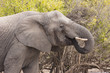 Elefant