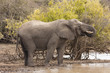 Elefant