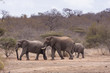 Elefant